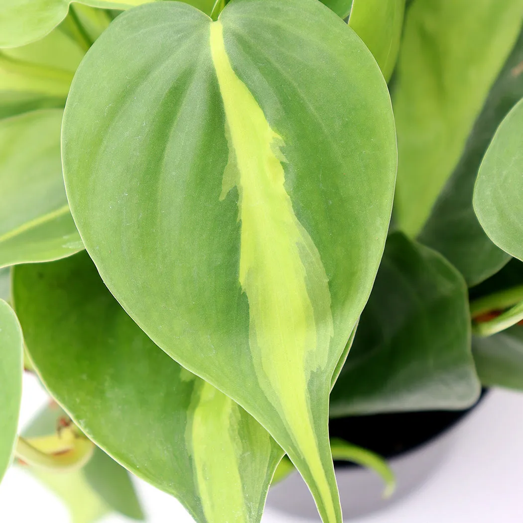 Philodendron 'Brasil' | 4-Inch Container