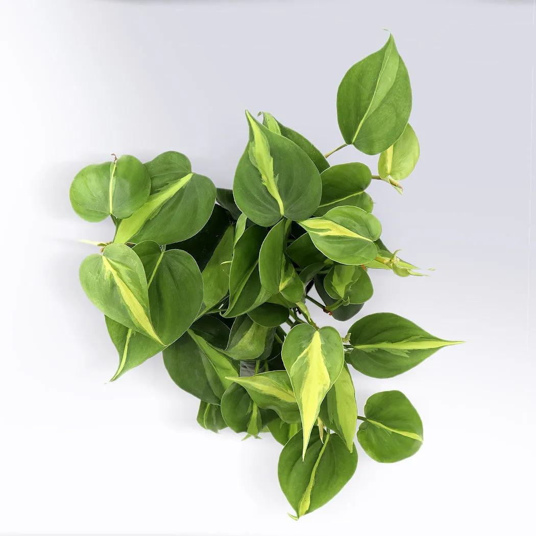 Philodendron 'Brasil' | 4-Inch Container