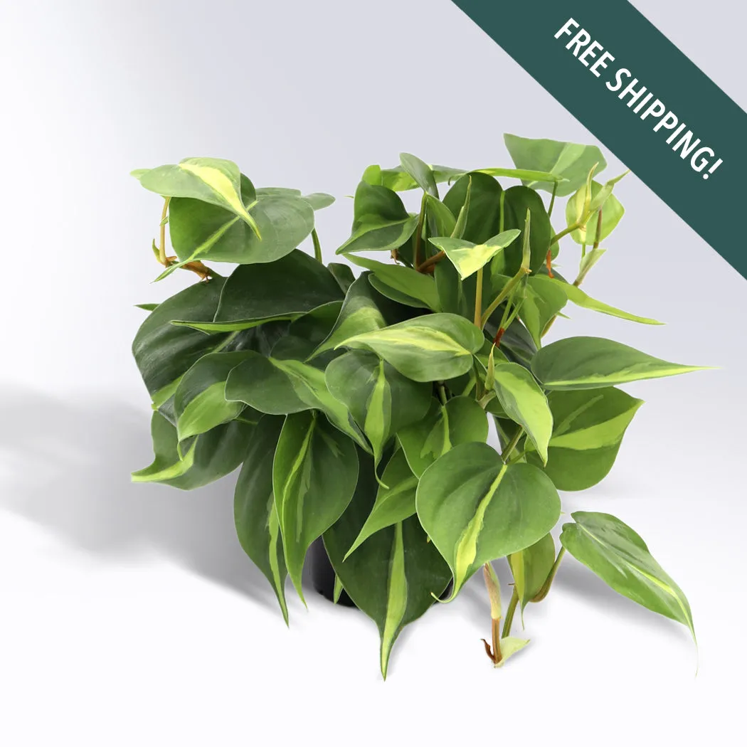 Philodendron 'Brasil' | 4-Inch Container