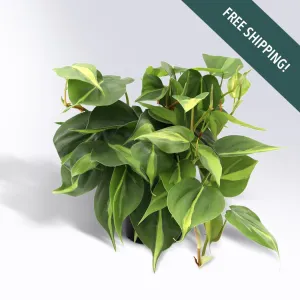 Philodendron 'Brasil' | 4-Inch Container
