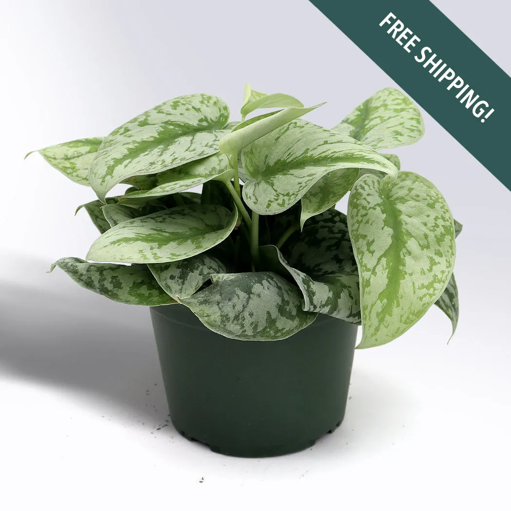Pothos Silver Satin | 6-Inch Container
