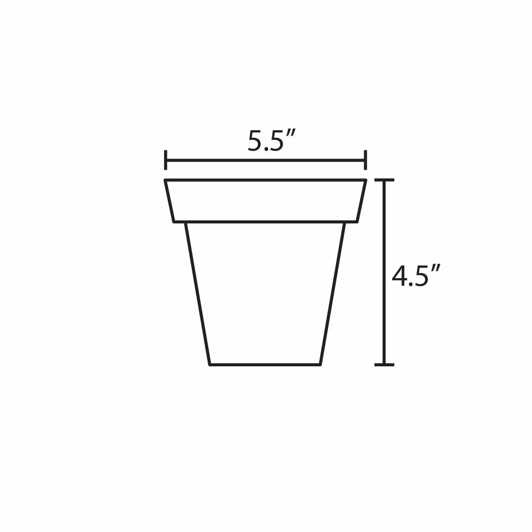 Pothos Silver Satin | 6-Inch Container