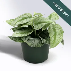 Pothos Silver Satin | 6-Inch Container